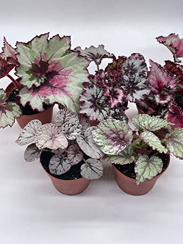 5-Piece BubbleBlooms Begonia Rex Set - Variegated
