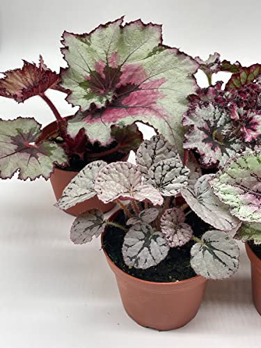 5-Piece BubbleBlooms Begonia Rex Set - Variegated
