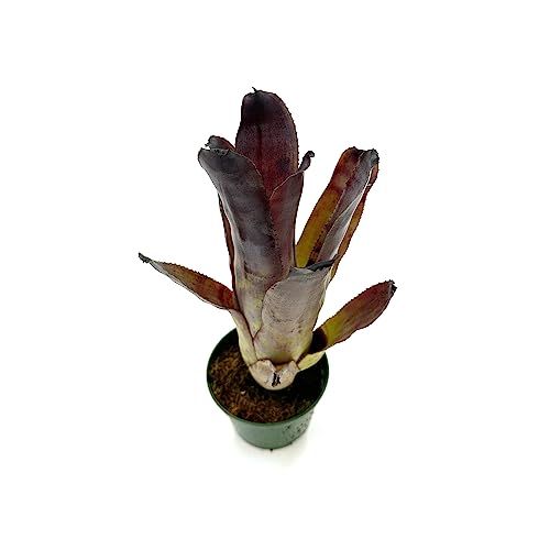 Bromeliad Aechmea Galaxy Plant, Live Arrival Guaranteed