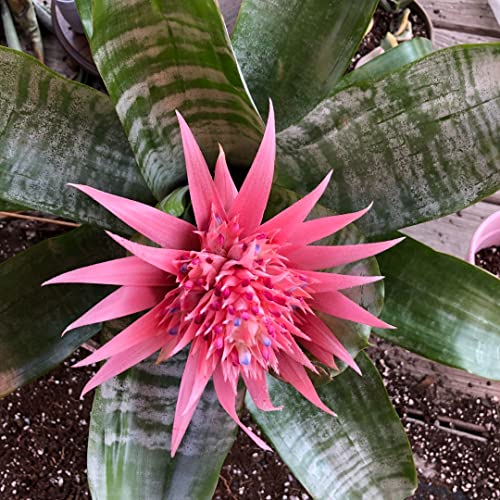 Rare Silver Vase Bromeliad - 6" Pot
