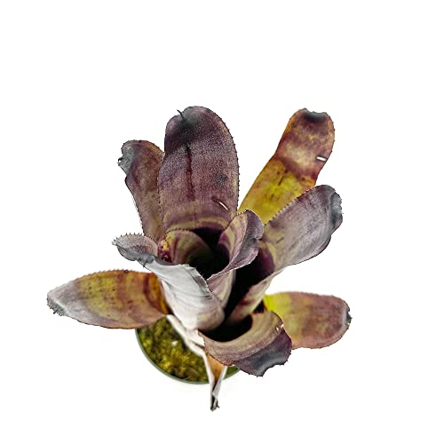 Bromeliad Aechmea Galaxy Plant, Live Arrival Guaranteed