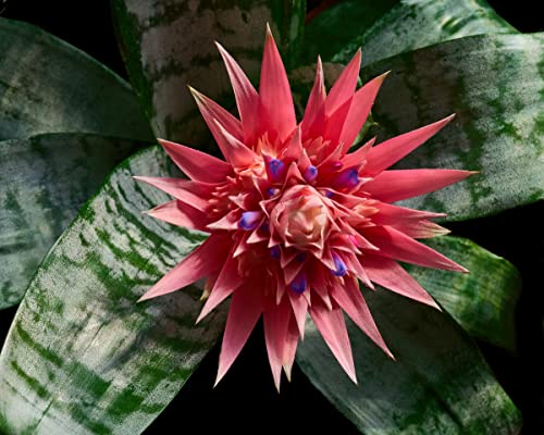 Rare Silver Vase Bromeliad - 6" Pot