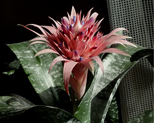 Rare Silver Vase Bromeliad - 6" Pot