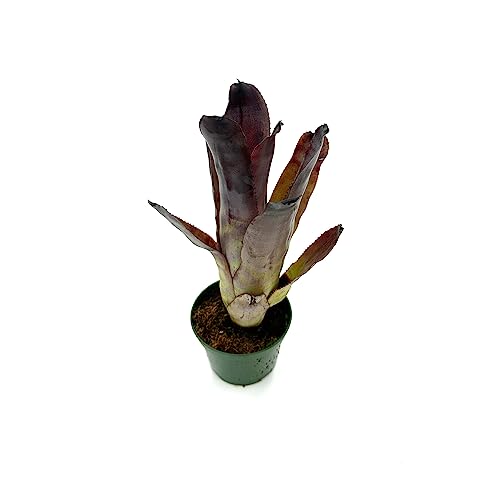 Bromeliad Aechmea Galaxy Plant, Live Arrival Guaranteed
