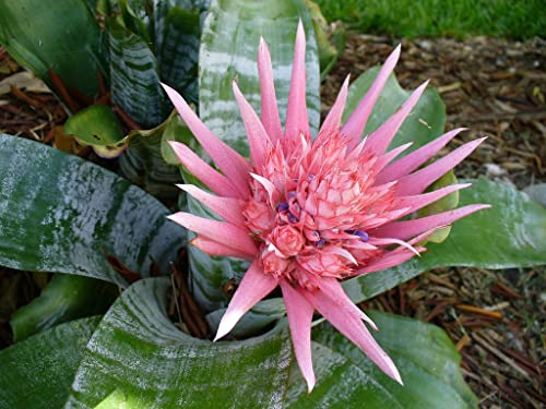 Rare Silver Vase Bromeliad - 6" Pot
