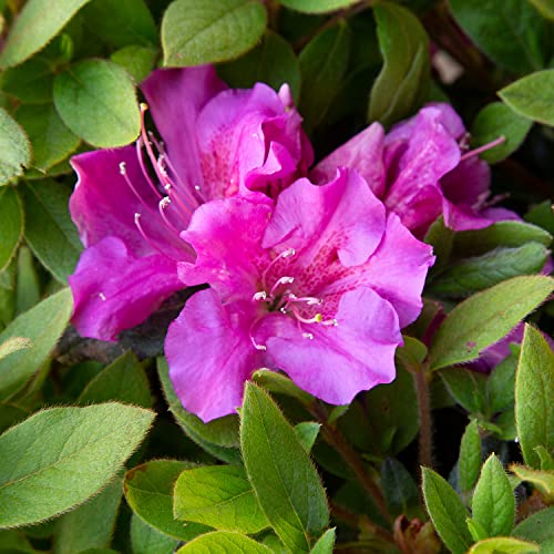 Autumn Royalty Azalea (1 Gal) - Purple Shrub