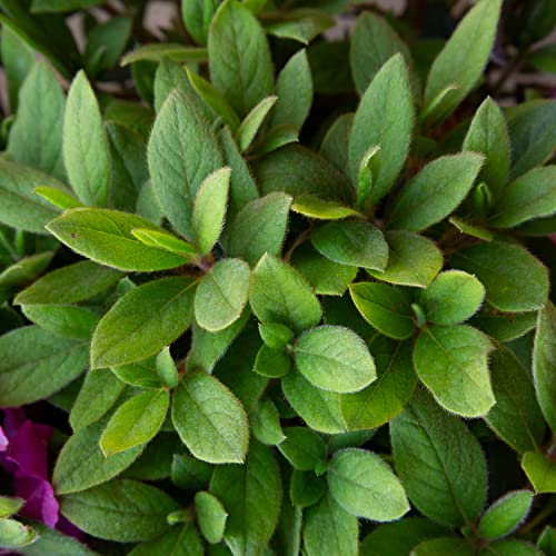 Autumn Royalty Azalea (1 Gal) - Purple Shrub