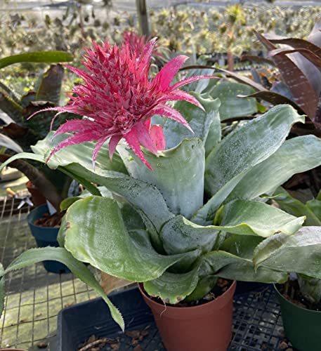 Rare Silver Vase Bromeliad - 6" Pot