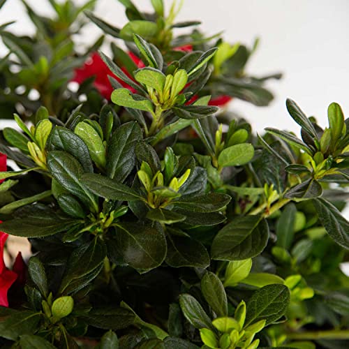 Autumn Bonfire Red Azalea Shrub - Live Plant