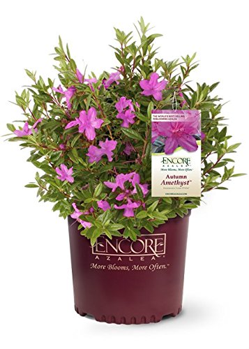 Autumn Amethyst Azalea - Reblooming Shrub (2 Gallon)