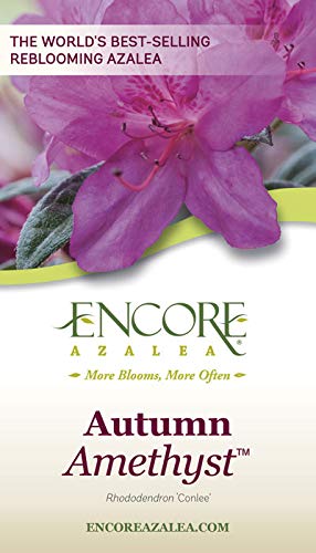 Autumn Amethyst Azalea - Reblooming Shrub (2 Gallon)