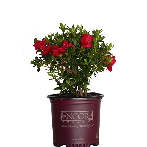 Autumn Bonfire Red Azalea Shrub - Live Plant