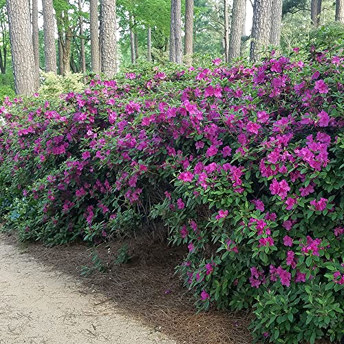 Autumn Royalty Azalea (3 Gal): Purple Flower Shrub