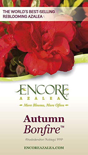 Autumn Bonfire Red Azalea Shrub - Live Plant