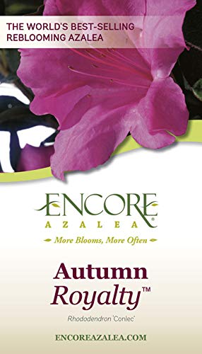 Autumn Royalty Azalea (3 Gal): Purple Flower Shrub