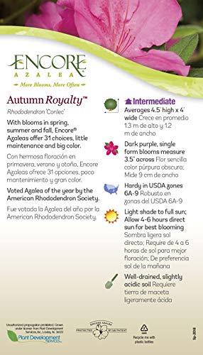 Autumn Royalty Azalea (3 Gal): Purple Flower Shrub
