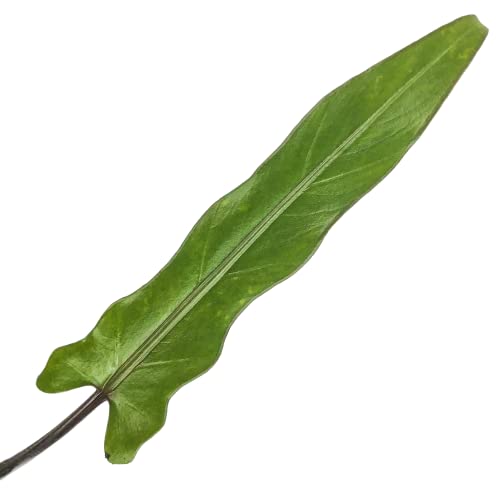 Lauterbachiana Elephant Ear Live Plant - Alocasia - Wellspring Gardens Starter Plant
