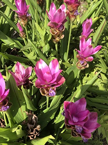 Dwarf Curcuma Pink Ginger Plant - Live
