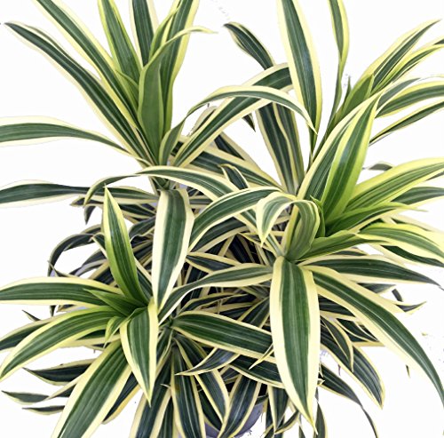 Song of India Live Plant - Dracaena Reflexa