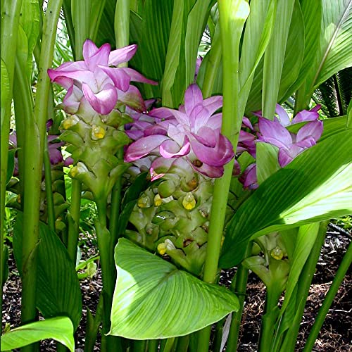 Dwarf Curcuma Pink Ginger Plant - Live