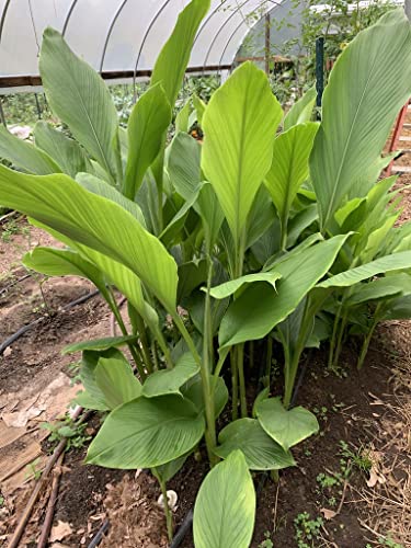 Dwarf Curcuma Pink Ginger Plant - Live