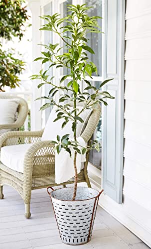 Cold Hardy Avocado Tree - 2-3 Ft