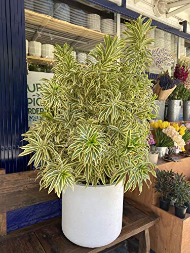 Song of India Live Plant - Dracaena Reflexa