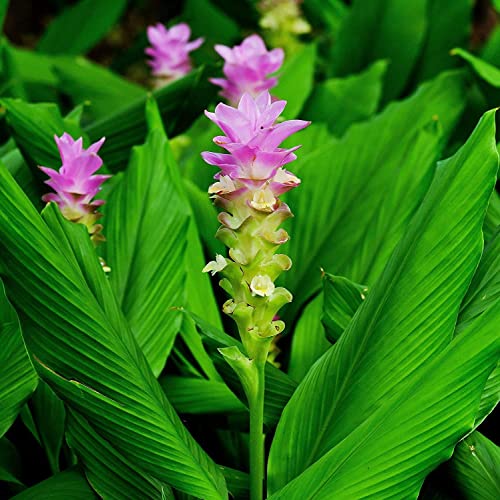 Dwarf Curcuma Pink Ginger Plant - Live