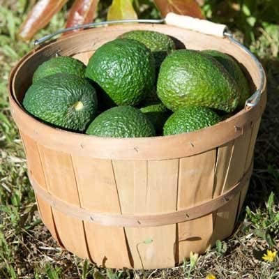 Cold Hardy Avocado Tree - 2-3 Ft