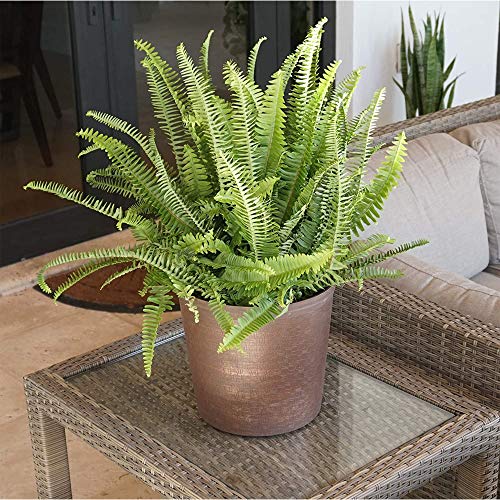 Kimberly Queen Fern: Indoor/Outdoor Plant, 26" Size