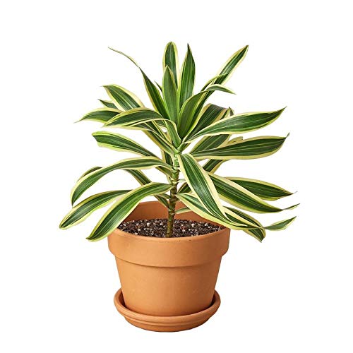 Song of India Live Plant - Dracaena Reflexa