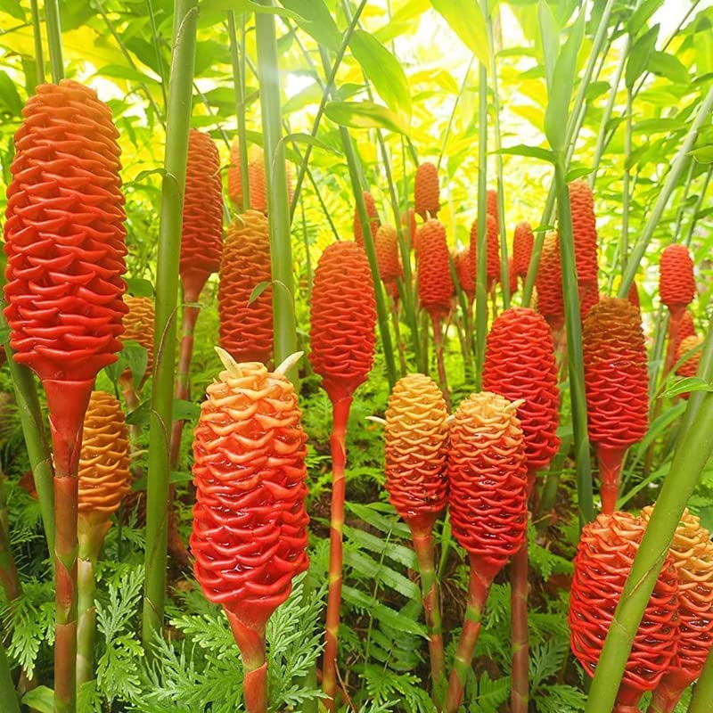 Tropical Ginger Roots and Rhizomes Combo