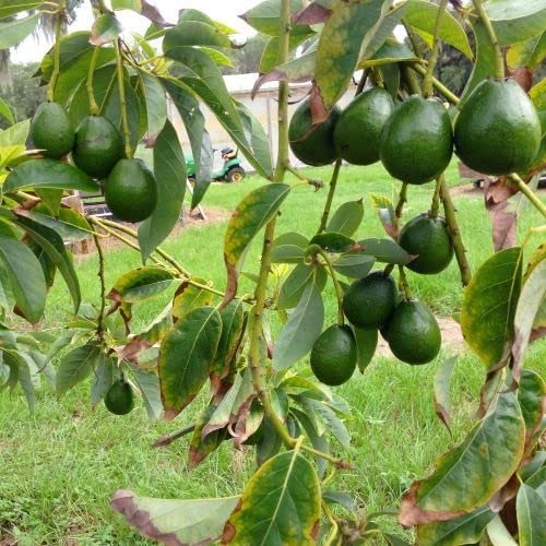 Grafted HASS Avocado Tree - Live Plant
