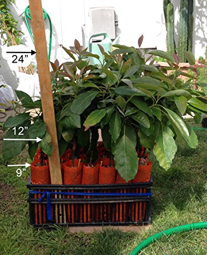 Cold Hardy Fuerte Avocado Tree-Live