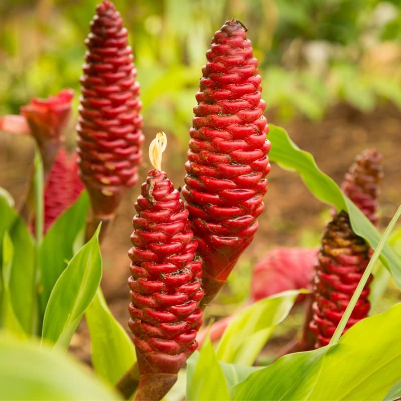Tropical Ginger Roots and Rhizomes Combo