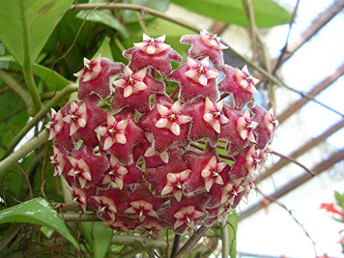 Collector's Rare Pubicalyx Wax Plant - 4" Pot
