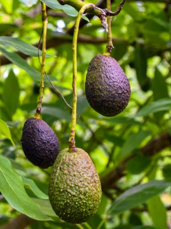 Grafted HASS Avocado Tree - Live Plant