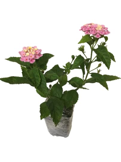 Confetti Lantana Camara - 2 Live Plants