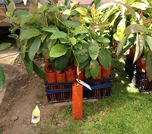 Cold Hardy Fuerte Avocado Tree-Live