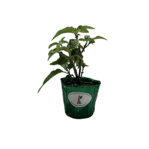Pink Brazilian Plume Flower 4 Inch Pot
