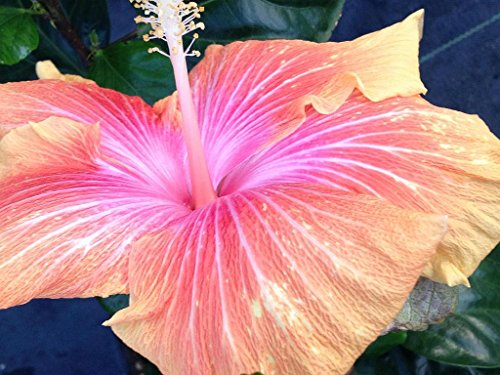 Large Fancy Single Hibiscus with Color-Changing Flowers