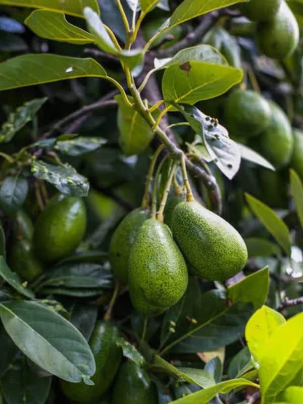Grafted HASS Avocado Tree - Live Plant