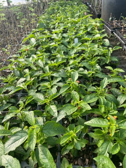 Confetti Lantana Camara - 2 Live Plants