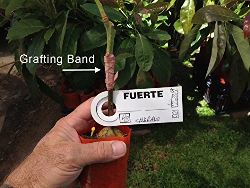 Cold Hardy Fuerte Avocado Tree-Live