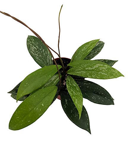 Collector's Rare Pubicalyx Wax Plant - 4" Pot