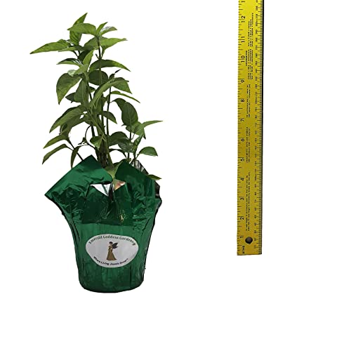 Pink Brazilian Plume Flower 4 Inch Pot