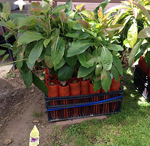Cold Hardy Fuerte Avocado Tree-Live