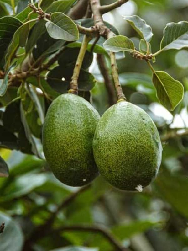 Grafted HASS Avocado Tree - Live Plant