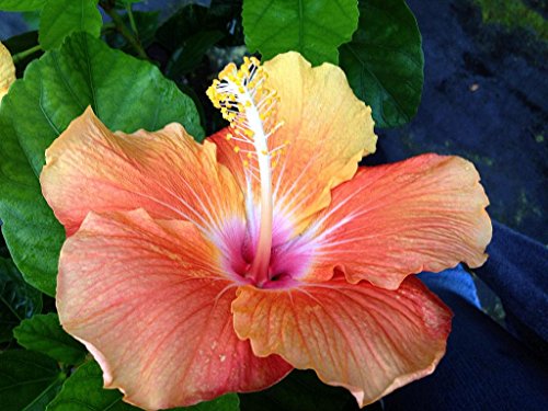 Large Fancy Single Hibiscus with Color-Changing Flowers