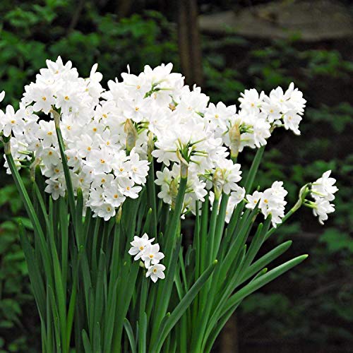 Fragrant Paperwhite Narcissus Bulbs - 5 Pack